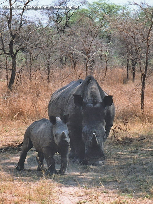 Matopos - Neushoorn en jong De kleine neushoorn heeft ons opgemerkt en hij kruipt dan ook recht.  Stefan Cruysberghs